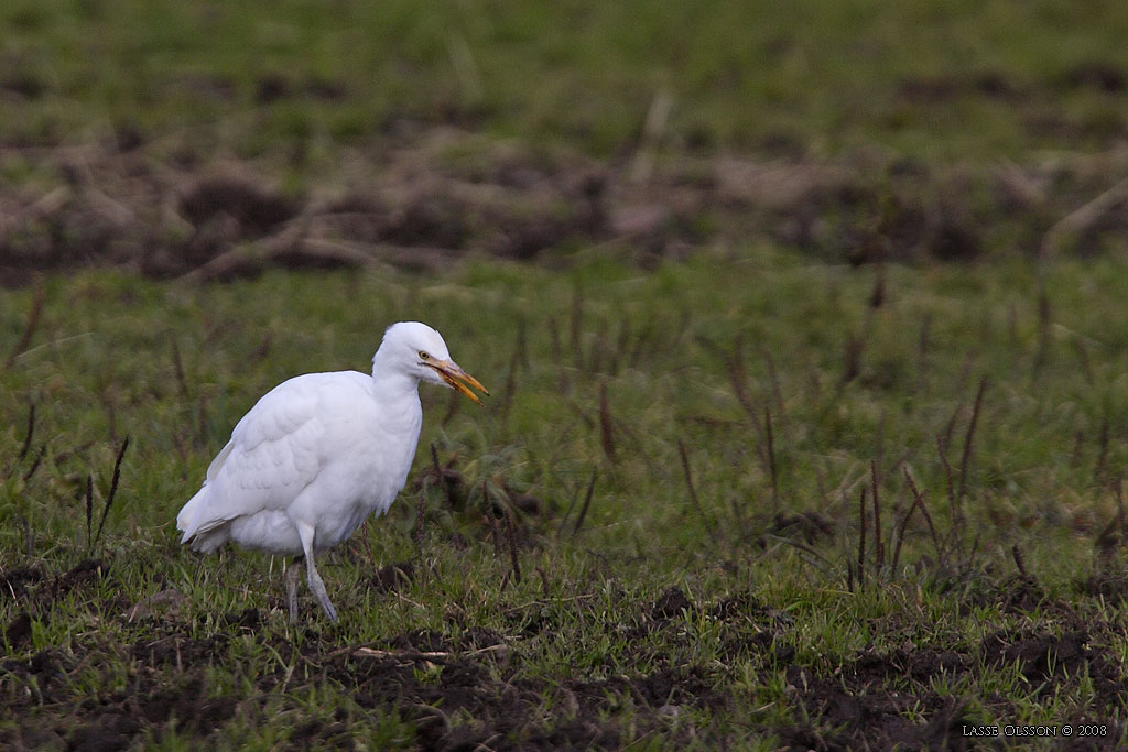 KOHGER / WESTERN CATTLE EGRET (Bubulcus ibis) - Stng / Close