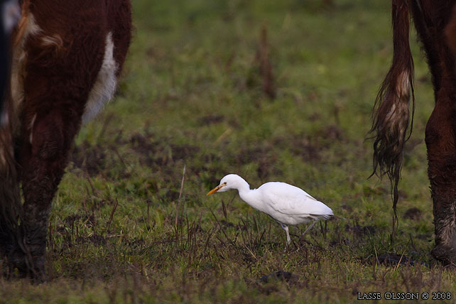 KOHGER / WESTERN CATTLE EGRET (Bubulcus ibis) - stor bild / full size