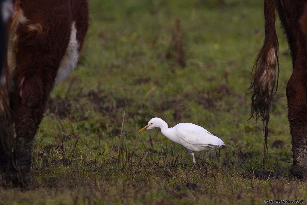 KOHGER / WESTERN CATTLE EGRET (Bubulcus ibis) - Stng / Close