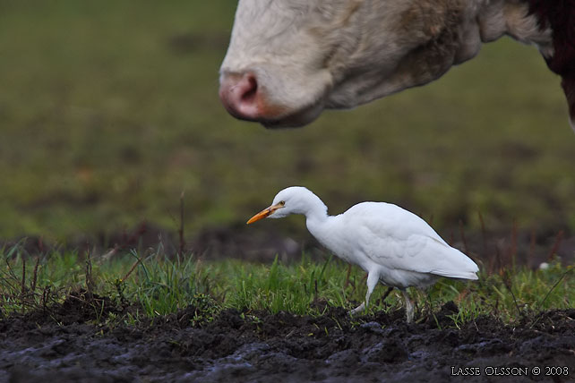 KOHGER / WESTERN CATTLE EGRET (Bubulcus ibis) - stor bild / full size