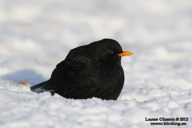 KOLTRAST / COMMON BLACKBIRD (Turdus merula) - stor bild / full size