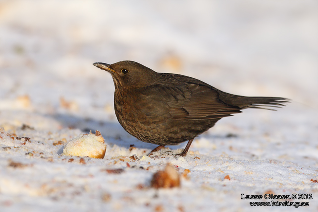 KOLTRAST / COMMON BLACKBIRD (Turdus merula) - stor bild / full size