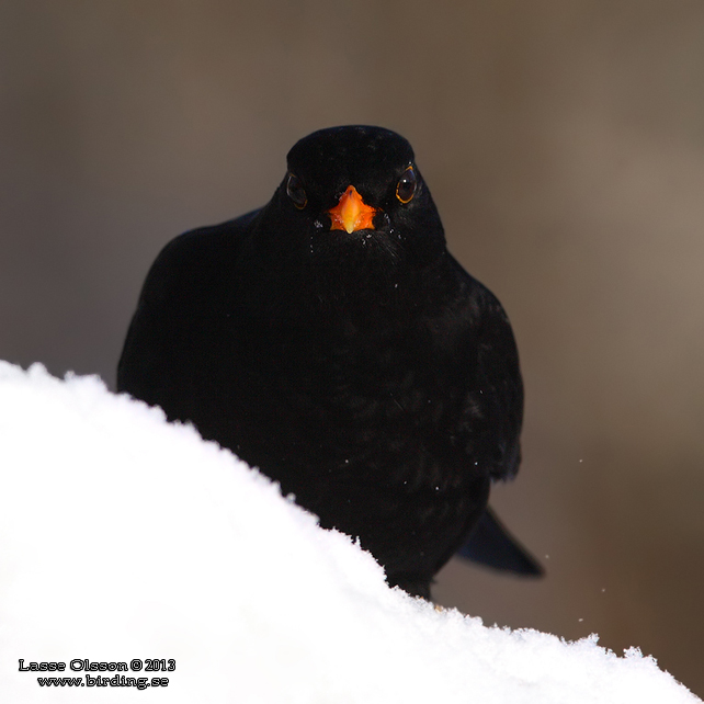 KOLTRAST / COMMON BLACKBIRD (Turdus merula) - stor bild / full size