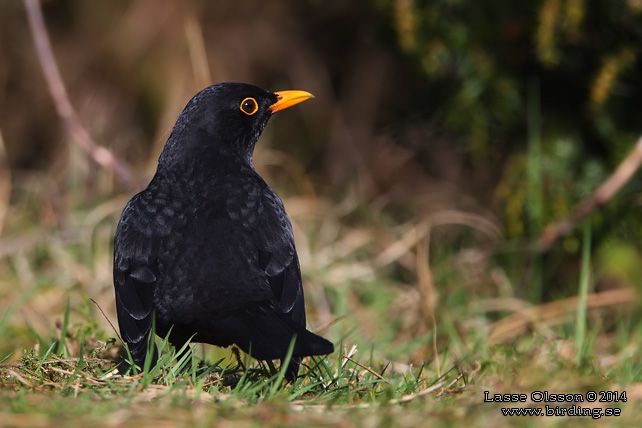 KOLTRAST / COMMON BLACKBIRD (Turdus merula) - stor bild / full size