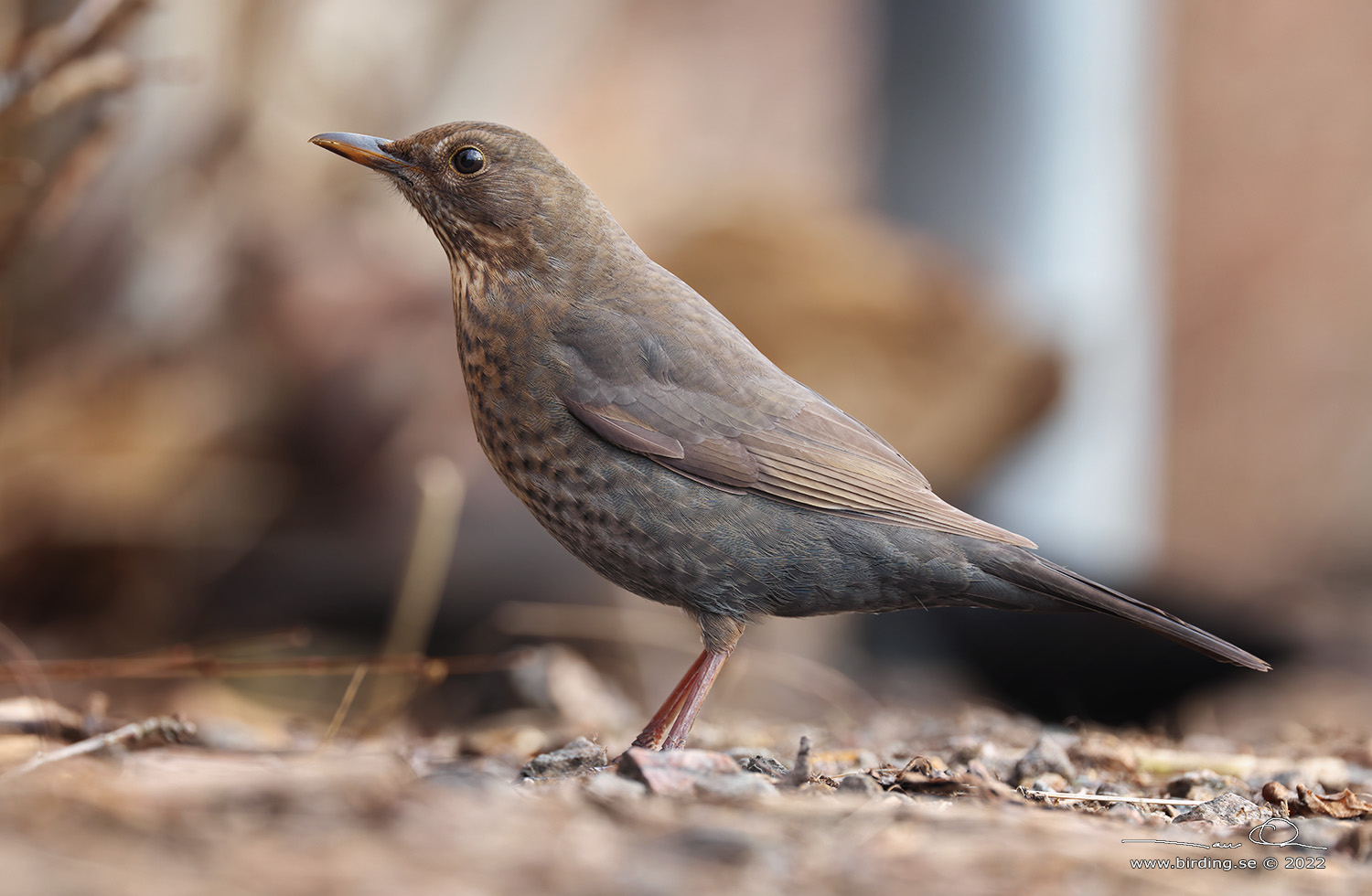 KOLTRAST / COMMON BLACKBIRD (Turdus merula) - Stng / Close