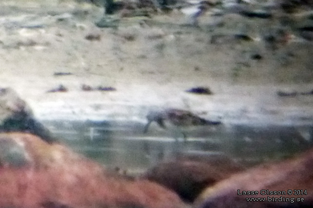 KOLYMASNÄPPA / GREAT KNOT (Calidris tenuirostris)