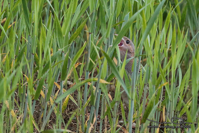 KORNKNARR / CORN CRAKE (Crex crex) - STOR BILD / FULL SIZE