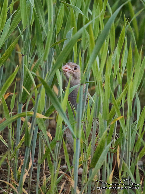 KORNKNARR / CORN CRAKE (Crex crex) - STOR BILD / FULL SIZE