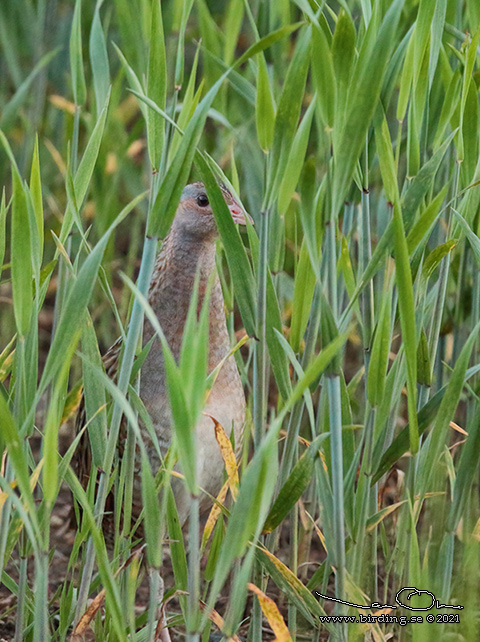 KORNKNARR / CORN CRAKE (Crex crex) - STOR BILD / FULL SIZE