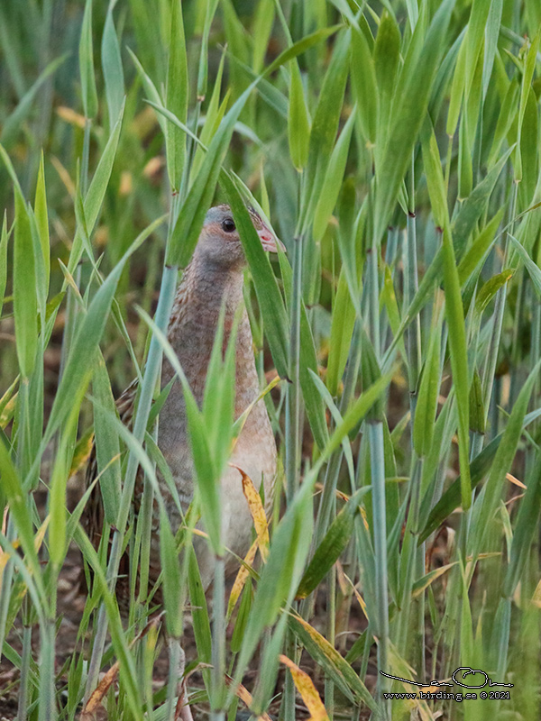 KORNKNARR / CORN CRAKE (Crex crex) - Stng / Close