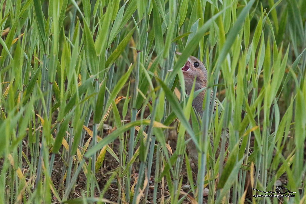 KORNKNARR / CORN CRAKE (Crex crex) - Stng / Close