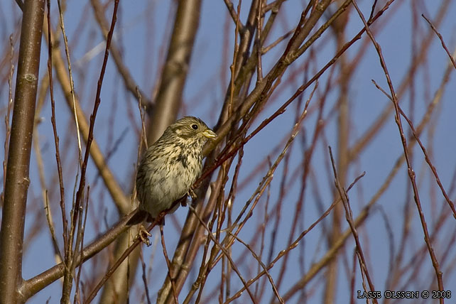 KORNSPARV / CORN BUNTING (Milaria calandrella) - stor bild / full size