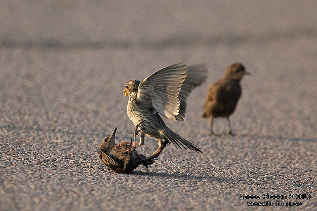 KORNSPARV / CORN BUNTING (Milaria calandrella) - stor bild / full size