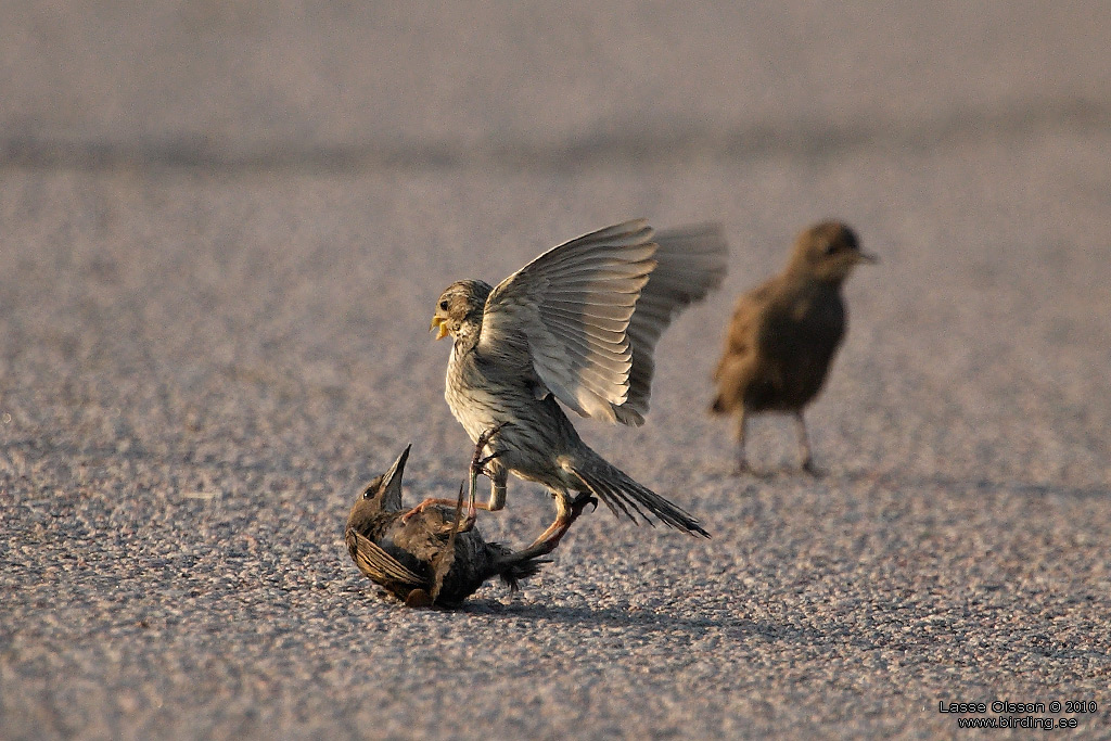 KORNSPARV / CORN BUNTING (Milaria calandrella) - Stng / Close