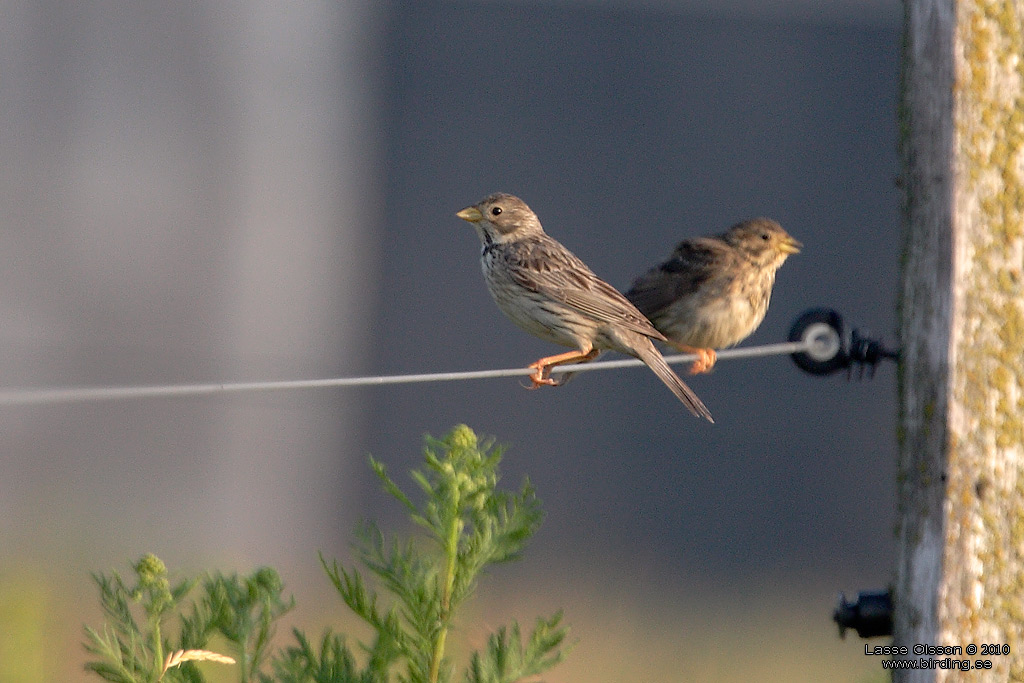 KORNSPARV / CORN BUNTING (Milaria calandrella) - Stng / Close