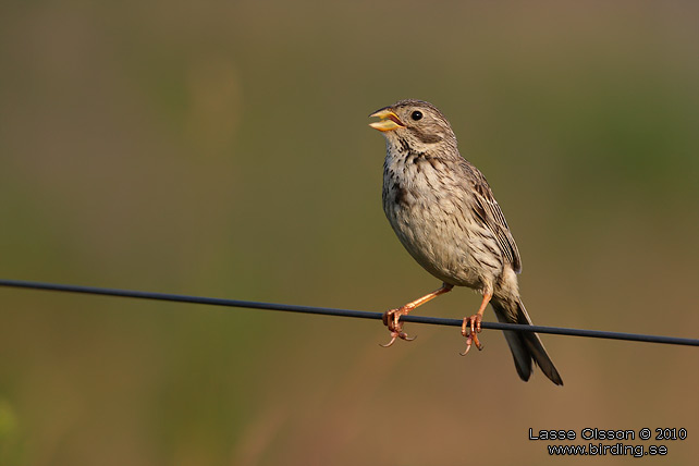 KORNSPARV / CORN BUNTING (Milaria calandrella) - stor bild / full size