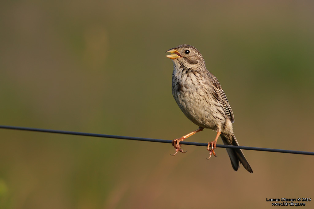 KORNSPARV / CORN BUNTING (Milaria calandrella) - Stng / Close