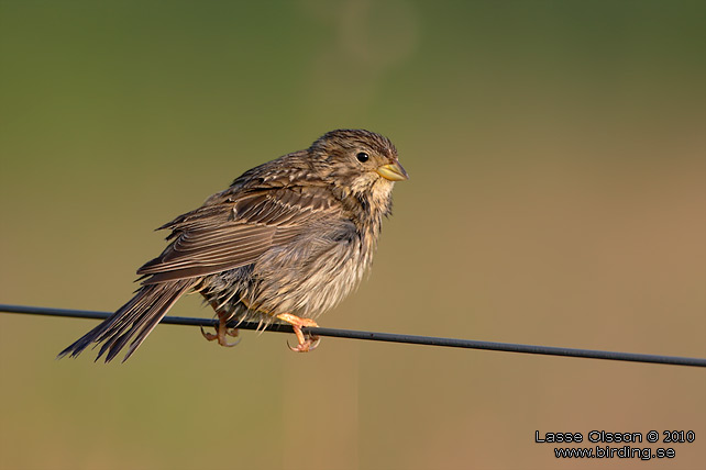 KORNSPARV / CORN BUNTING (Milaria calandrella) - stor bild / full size