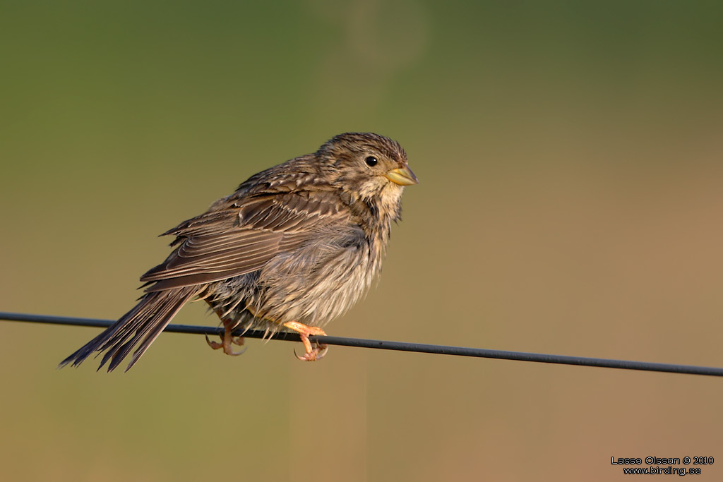 KORNSPARV / CORN BUNTING (Milaria calandrella) - Stng / Close