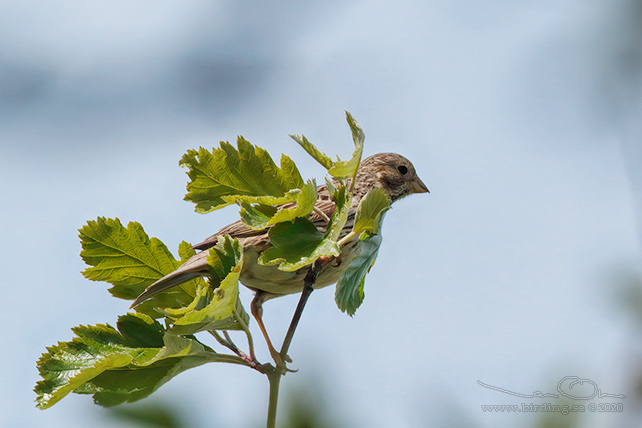 KORNSPARV / CORN BUNTING (Milaria calandrella) - stor bild / full size