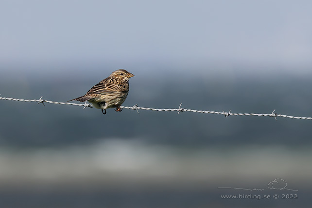 KORNSPARV / CORN BUNTING (Milaria calandrella) - stor bild / full size