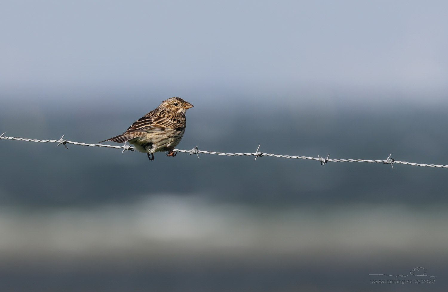 KORNSPARV / CORN BUNTING (Milaria calandrella) - Stng / Close