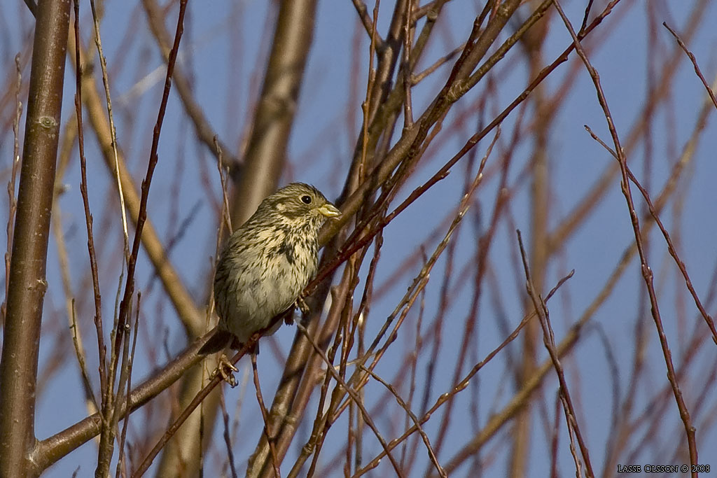 KORNSPARV / CORN BUNTING (Milaria calandrella) - Stng / Close