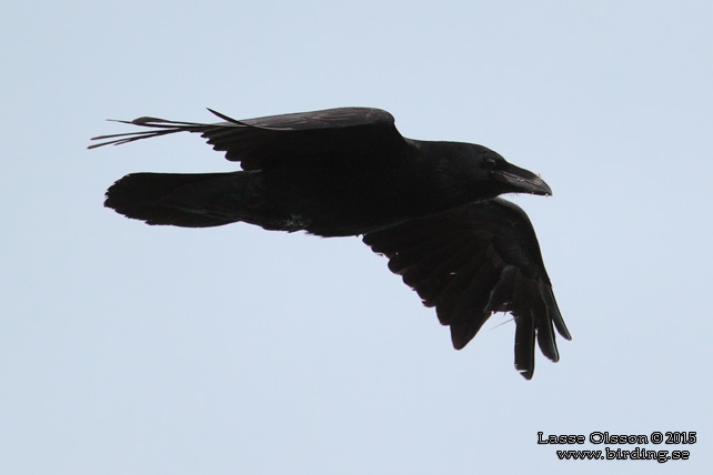 KORP / NORTHERN RAVEN (Corvus corax) - stor bild / full size