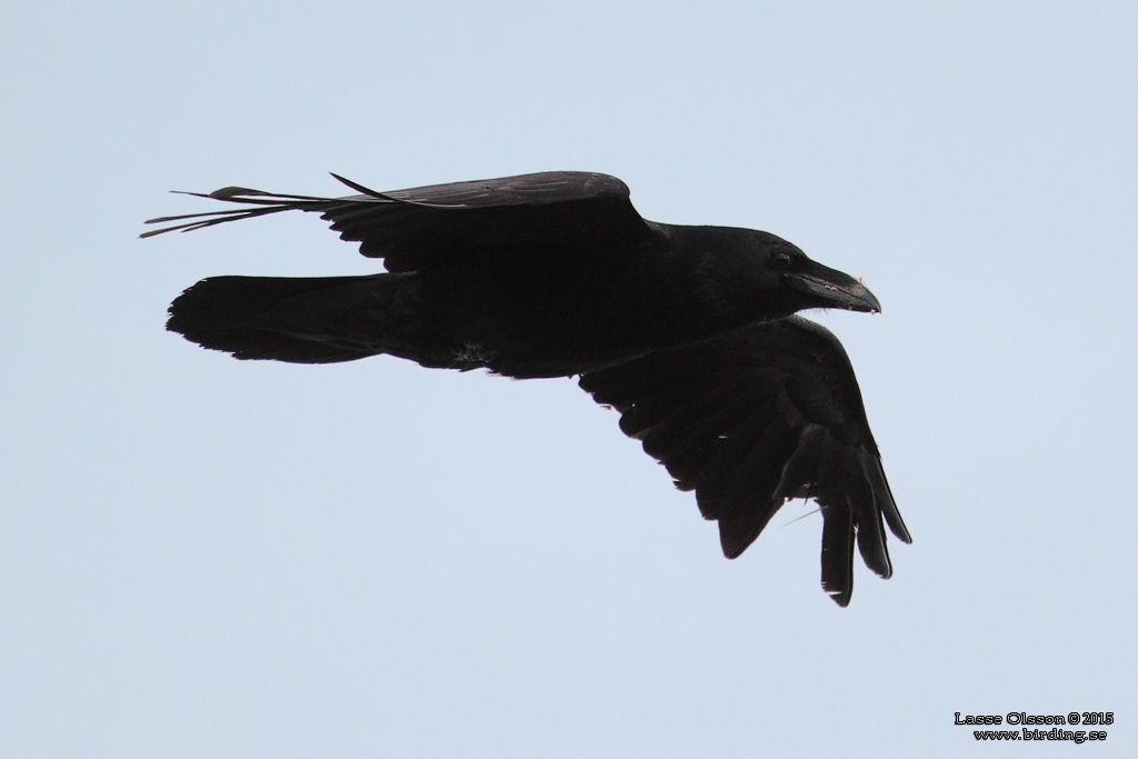 KORP / NORTHERN RAVEN (Corvus corax) - Stng / Close