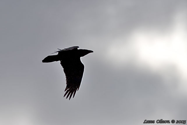 KORP / NORTHERN RAVEN (Corvus corax)