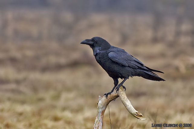 KORP / NORTHERN RAVEN (Corvus corax) - stor bild / full size