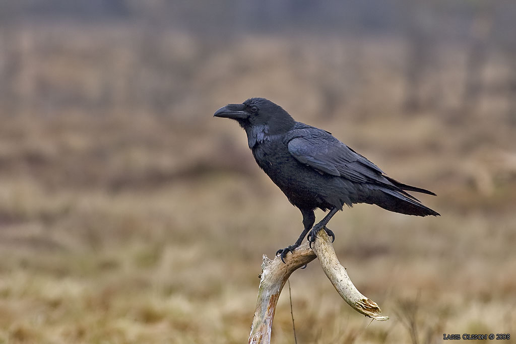 KORP / NORTHERN RAVEN (Corvus corax) - Stng / Close