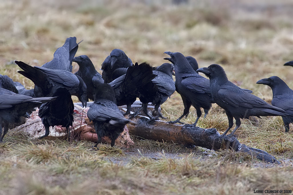 KORP / NORTHERN RAVEN (Corvus corax) - Stng / Close