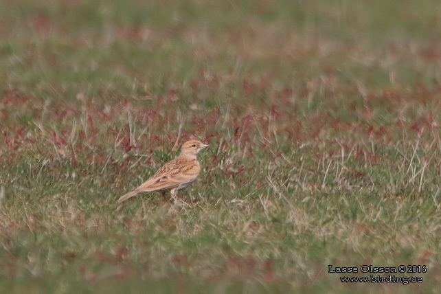 KORTTÅLÄRKA / GREATER SHORT-TOED LARK (Calandrella brachydactyla)