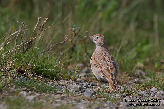 KORTTÅLÄRKA / GREATER SHORT-TOED LARK (Calandrella brachydactyla) - stor bild / full size