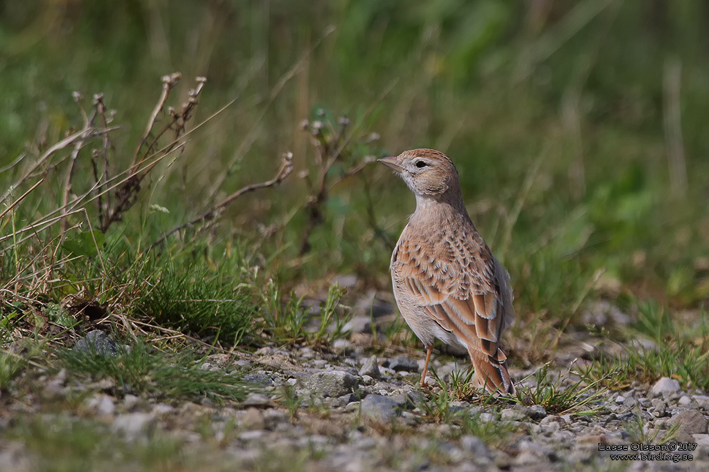 KORTTÅLÄRKA / GREATER SHORT-TOED LARK (Calandrella brachydactyla) - Stäng / Close