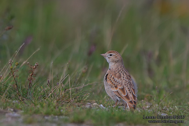 KORTTÅLÄRKA / GREATER SHORT-TOED LARK (Calandrella brachydactyla) - stor bild / full size