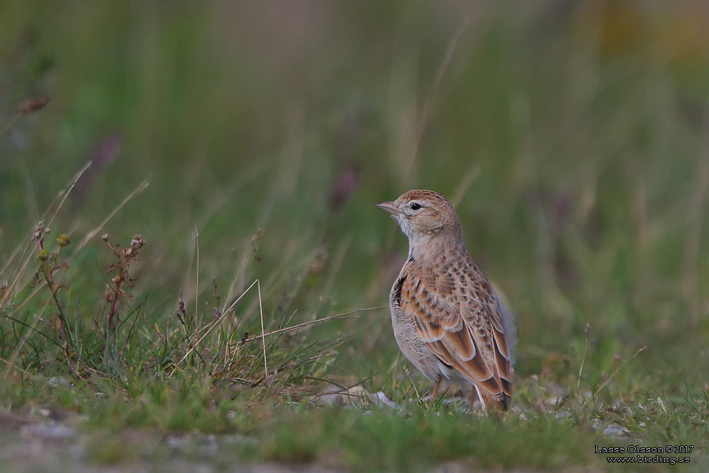 KORTTÅLÄRKA / GREATER SHORT-TOED LARK (Calandrella brachydactyla) - Stäng / Close