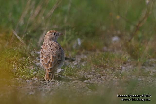 KORTTÅLÄRKA / GREATER SHORT-TOED LARK (Calandrella brachydactyla) - stor bild / full size