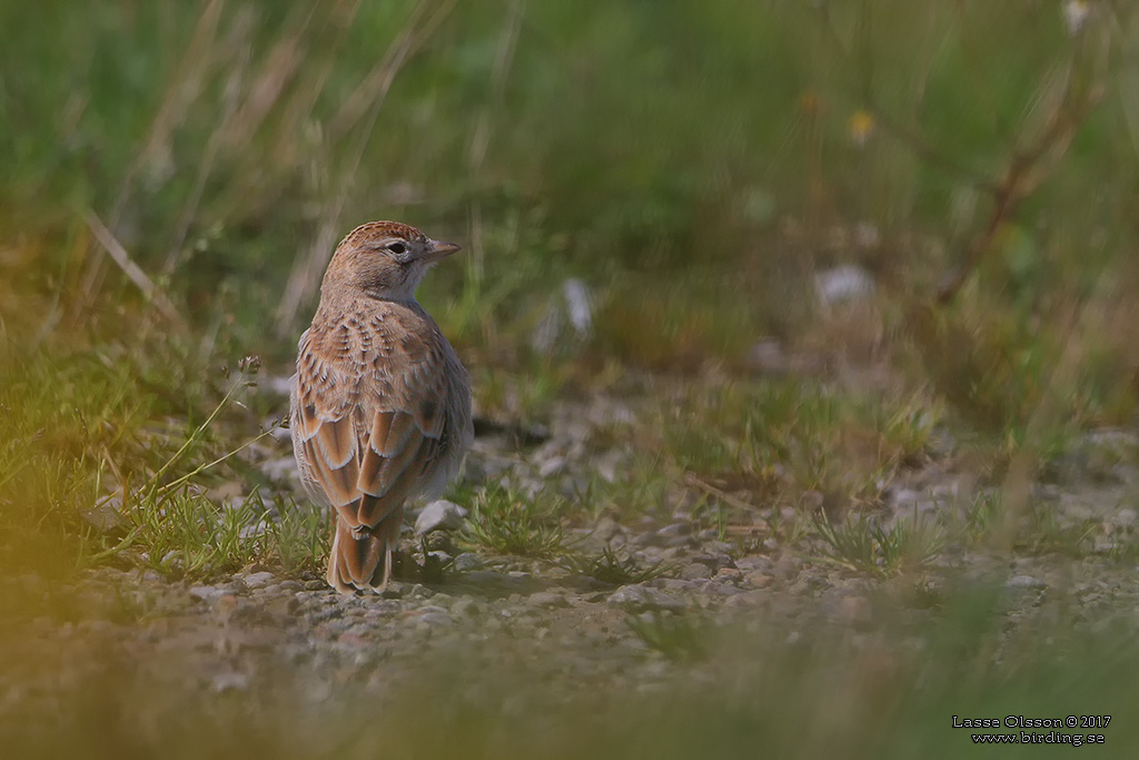 KORTTÅLÄRKA / GREATER SHORT-TOED LARK (Calandrella brachydactyla) - Stäng / Close