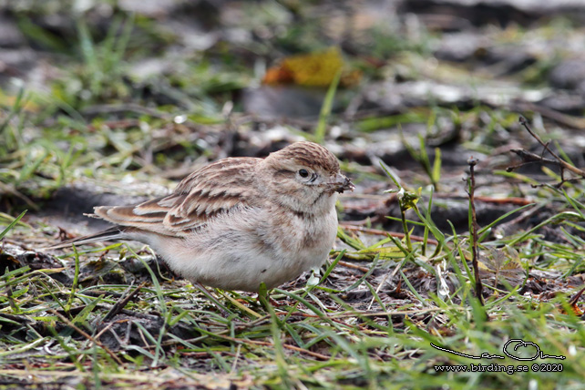 KORTTÅLÄRKA / GREATER SHORT-TOED LARK (Calandrella brachydactyla) - stor bild / full size