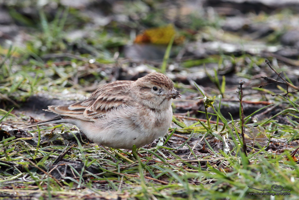 KORTTÅLÄRKA / GREATER SHORT-TOED LARK (Calandrella brachydactyla) - Stäng / Close