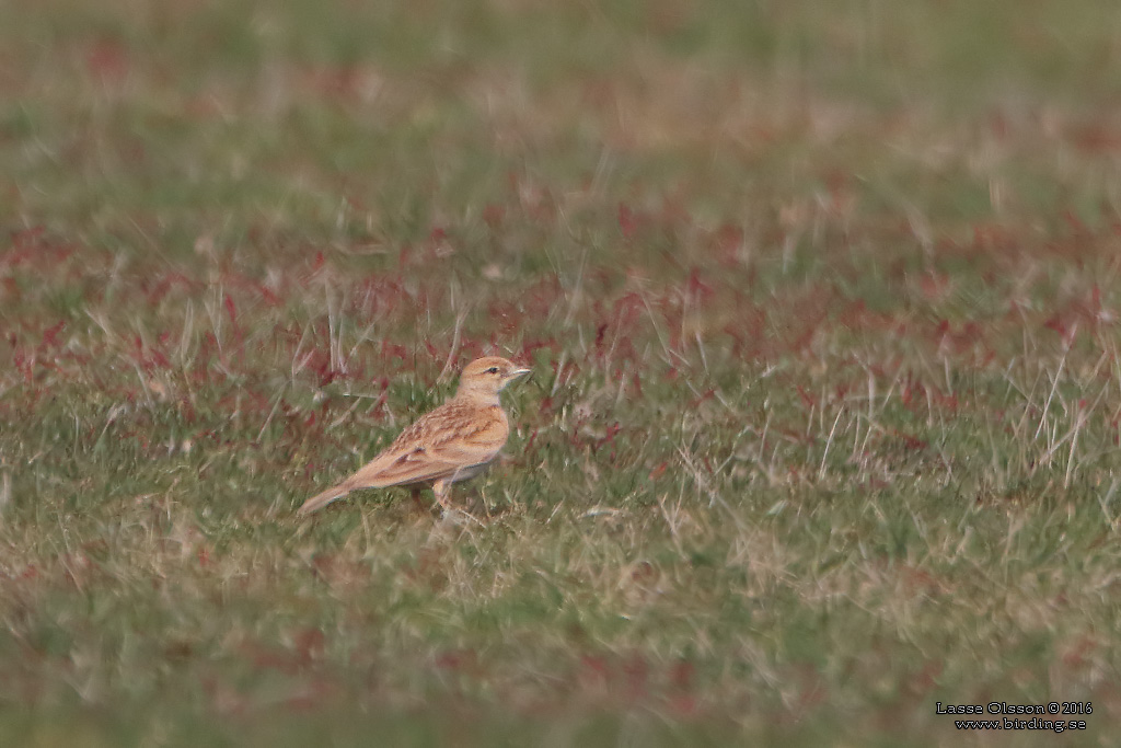 KORTTÅLÄRKA / GREATER SHORT-TOED LARK (Calandrella brachydactyla) - Stäng / Close