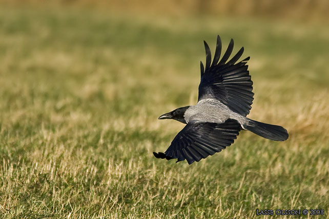 GR KRKA / HOODED CROW (Corvus corone cornix) - stor bild / full size