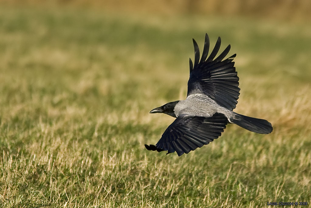 GR KRKA / HOODED CROW (Corvus corone cornix) - Stng / Close