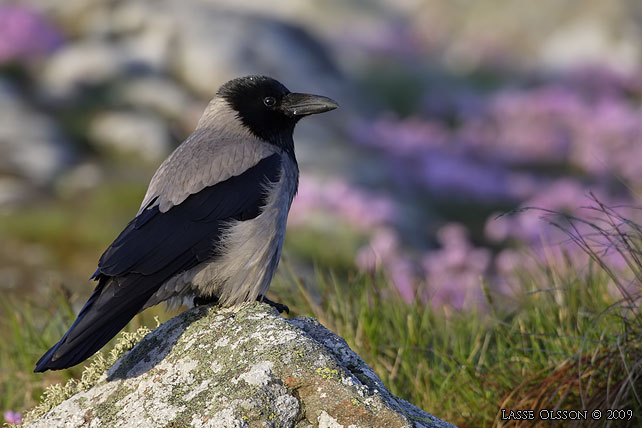 GR KRKA / HOODED CROW (Corvus corone cornix) - stor bild / full size