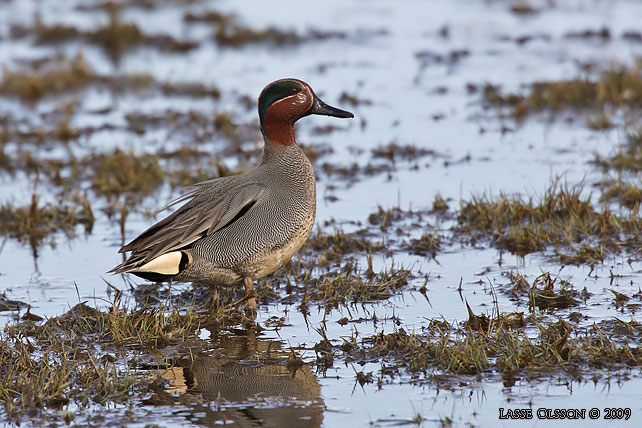 KRICKA / EURASIAN TEAL (Anas crecca) - stor bild / full size