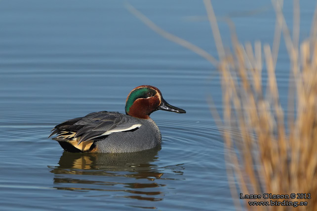 KRICKA / EURASIAN TEAL (Anas crecca) - stor bild / full size