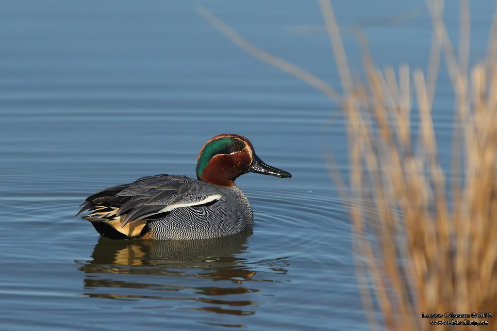 KRICKA / EURASIAN TEAL (Anas crecca) - Stng / Close