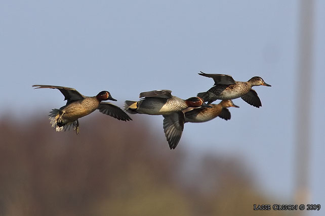 KRICKA / EURASIAN TEAL (Anas crecca) - stor bild / full size